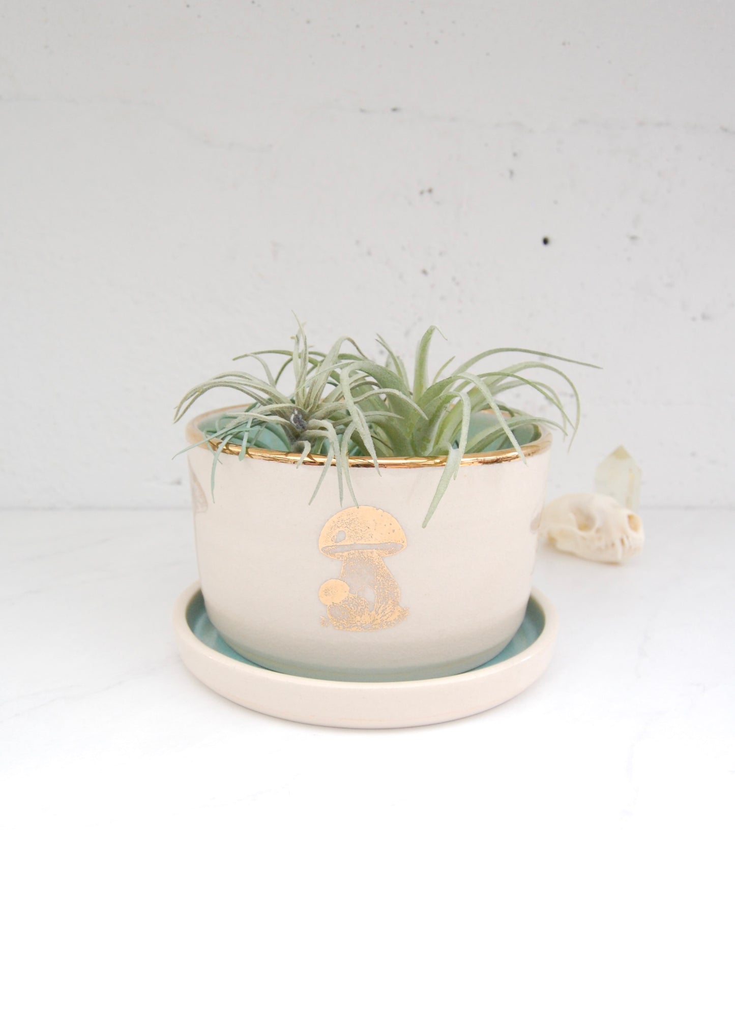 Gold Luster Mushroom: Short Plant Pot