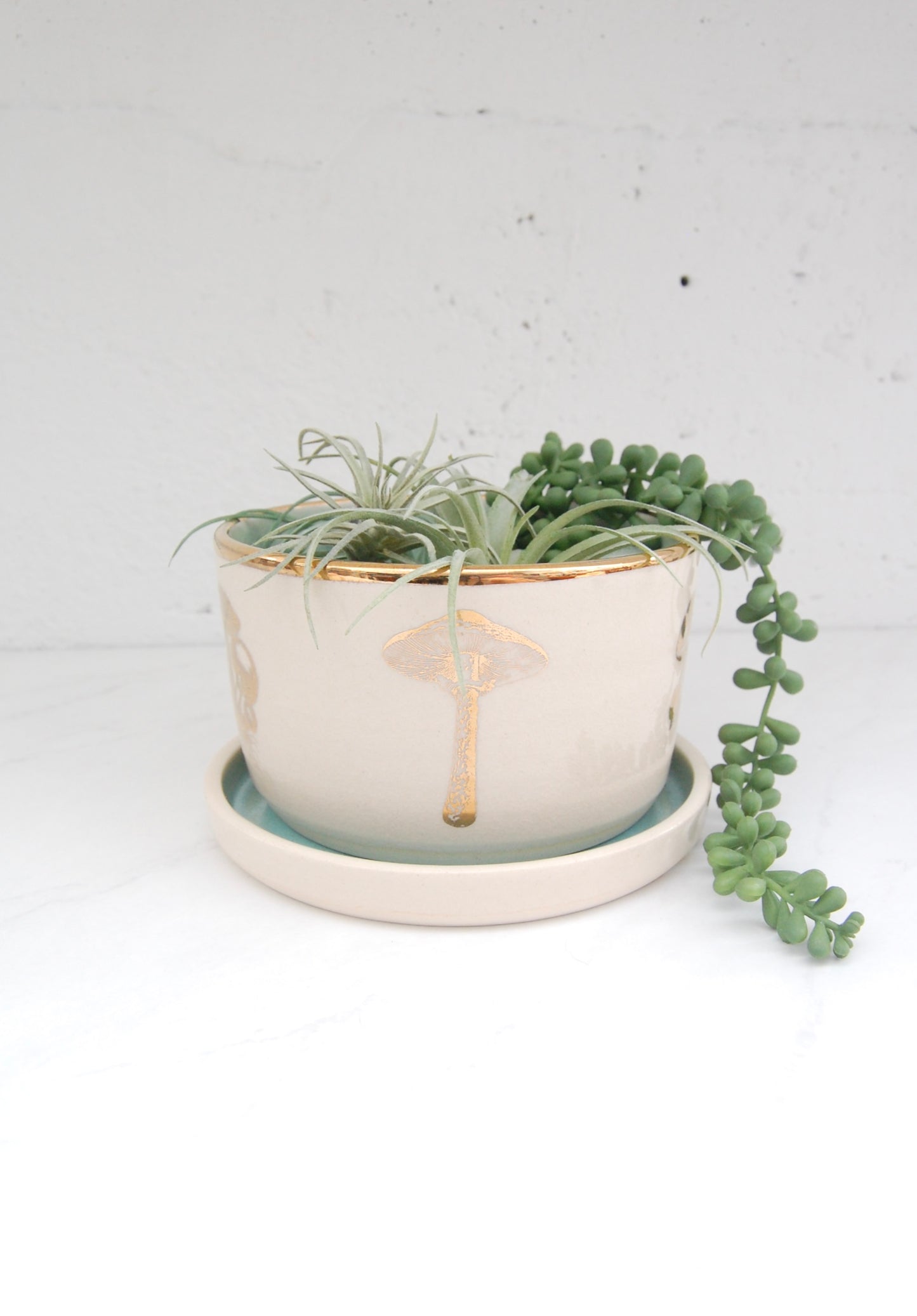 Gold Luster Mushroom: Short Plant Pot